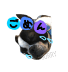 Tetsu's stamp of a Boston terrier（個別スタンプ：19）
