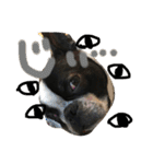 Tetsu's stamp of a Boston terrier（個別スタンプ：20）