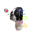 Tetsu's stamp of a Boston terrier（個別スタンプ：23）