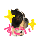 Tetsu's stamp of a Boston terrier（個別スタンプ：24）