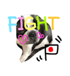 Tetsu's stamp of a Boston terrier（個別スタンプ：25）