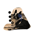 Tetsu's stamp of a Boston terrier（個別スタンプ：26）