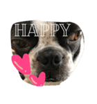 Tetsu's stamp of a Boston terrier（個別スタンプ：27）