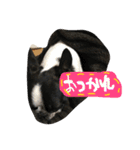 Tetsu's stamp of a Boston terrier（個別スタンプ：28）
