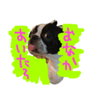 Tetsu's stamp of a Boston terrier（個別スタンプ：29）