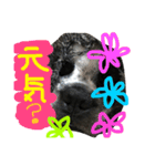 Tetsu's stamp of a Boston terrier（個別スタンプ：30）