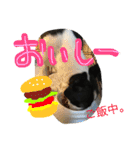 Tetsu's stamp of a Boston terrier（個別スタンプ：31）