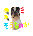 Tetsu's stamp of a Boston terrier（個別スタンプ：32）