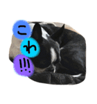 Tetsu's stamp of a Boston terrier（個別スタンプ：33）