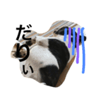 Tetsu's stamp of a Boston terrier（個別スタンプ：34）
