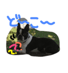 Tetsu's stamp of a Boston terrier（個別スタンプ：35）