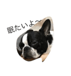 Tetsu's stamp of a Boston terrier（個別スタンプ：37）