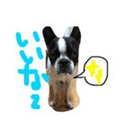 Tetsu's stamp of a Boston terrier（個別スタンプ：38）