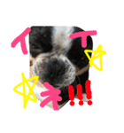 Tetsu's stamp of a Boston terrier（個別スタンプ：39）