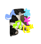 Tetsu's stamp of a Boston terrier（個別スタンプ：40）