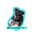 チワマル アンジュとシュナ ロッティ（個別スタンプ：8）
