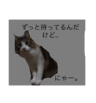more..（個別スタンプ：3）