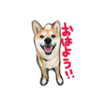 柴犬♡いっちゃん（個別スタンプ：1）
