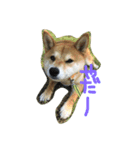 柴犬♡いっちゃん（個別スタンプ：3）