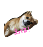 柴犬♡いっちゃん（個別スタンプ：4）