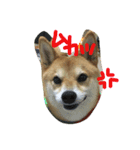 柴犬♡いっちゃん（個別スタンプ：5）