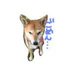 柴犬♡いっちゃん（個別スタンプ：6）