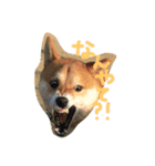 柴犬♡いっちゃん（個別スタンプ：7）