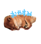 柴犬♡いっちゃん（個別スタンプ：8）