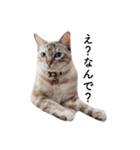 nocoa家の猫達（個別スタンプ：1）