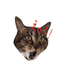 nocoa家の猫達（個別スタンプ：2）
