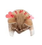 nocoa家の猫達（個別スタンプ：3）