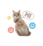 nocoa家の猫達（個別スタンプ：4）