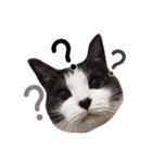 nocoa家の猫達（個別スタンプ：6）