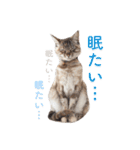 nocoa家の猫達（個別スタンプ：7）