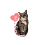 nocoa家の猫達（個別スタンプ：8）