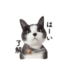 nocoa家の猫達（個別スタンプ：10）