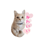 nocoa家の猫達（個別スタンプ：11）
