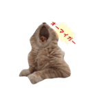 nocoa家の猫達（個別スタンプ：12）