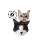 nocoa家の猫達（個別スタンプ：13）