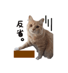 nocoa家の猫達（個別スタンプ：15）