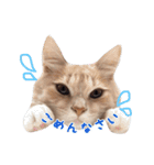 nocoa家の猫達（個別スタンプ：16）