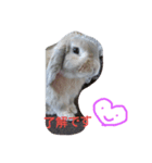 耳垂れうさぎのうーちゃん（個別スタンプ：3）