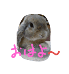 耳垂れうさぎのうーちゃん（個別スタンプ：4）