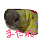 耳垂れうさぎのうーちゃん（個別スタンプ：5）