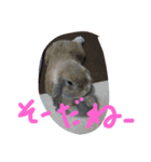 耳垂れうさぎのうーちゃん（個別スタンプ：6）