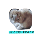 耳垂れうさぎのうーちゃん（個別スタンプ：7）