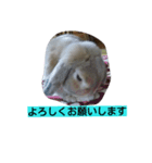 耳垂れうさぎのうーちゃん（個別スタンプ：8）