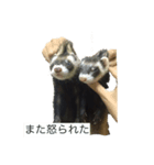 ハチワレ猫とフェレット（個別スタンプ：4）