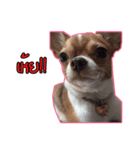 maliboojubjub（個別スタンプ：13）