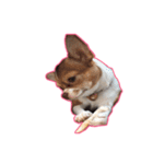maliboojubjub（個別スタンプ：40）